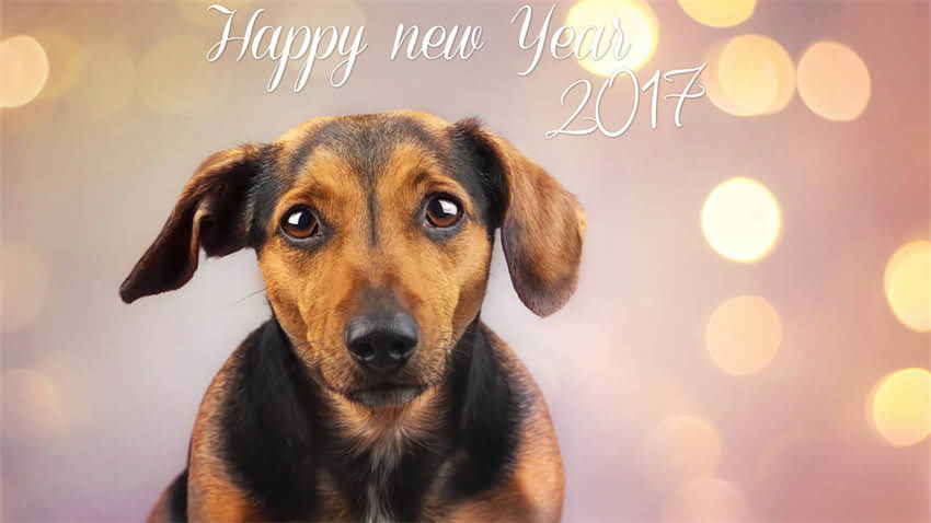 图片 拉布拉多饲养与训练全攻略：科学养宠指南.jpg