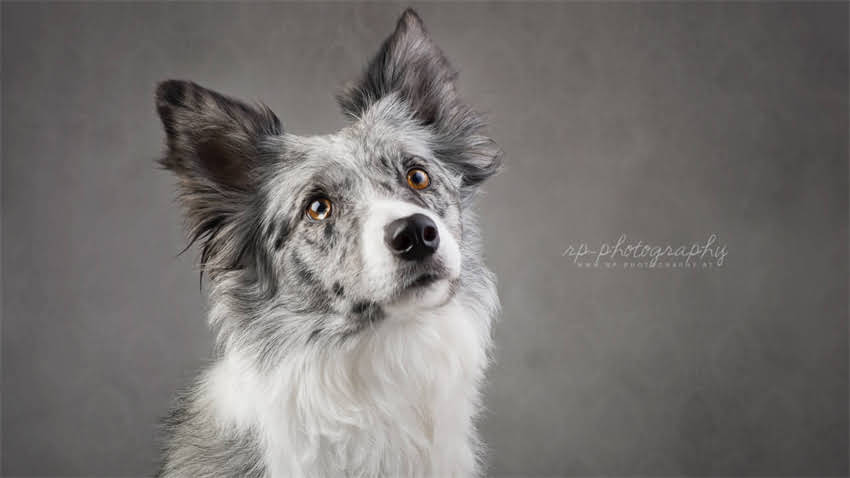 图片 拉布拉多饲养与训练全攻略：科学养宠指南1.jpg