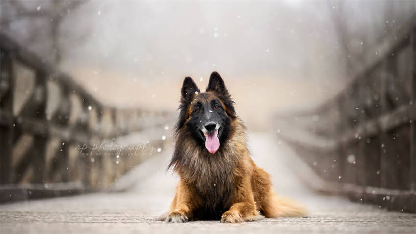 图片 拉布拉多饲养与训练全攻略：科学养宠指南2.jpg