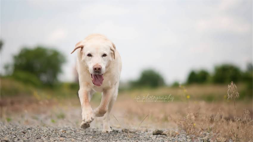 图片 拉布拉多饲养全攻略：从幼犬到成犬的10大科学养护要点（附训练技巧）.jpg