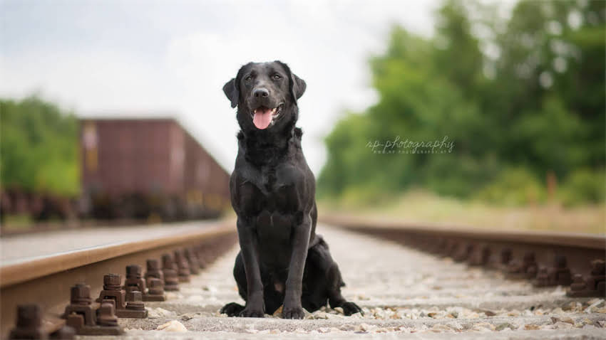 图片 拉布拉多饲养全攻略：从幼犬到成犬的10大科学养护要点（附训练技巧）1.jpg