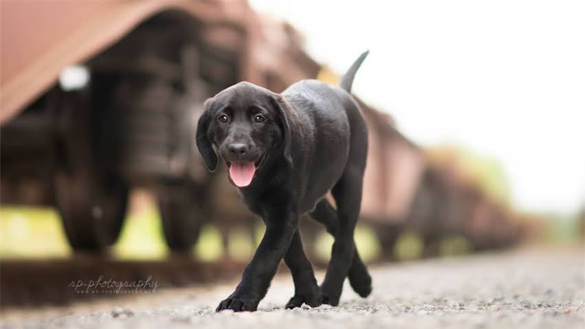 图片 拉布拉多鼻子掉皮怎么办？3大原因+专业护理指南，快速恢复健康鼻黏膜.jpg