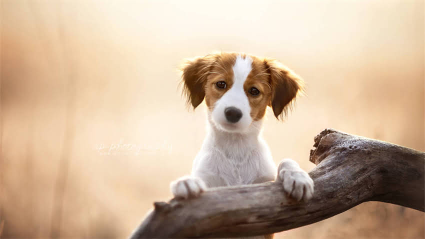 图片 拉布拉多鼻子掉皮怎么办？3大原因+专业护理指南，快速恢复健康鼻黏膜2.jpg