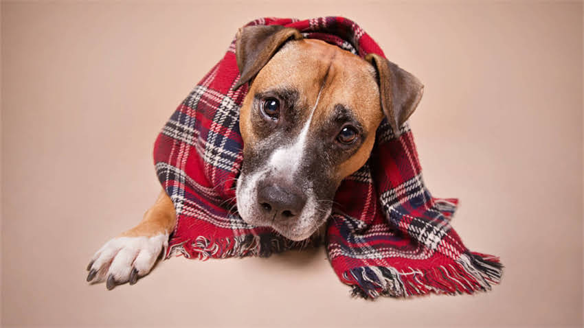 图片 救命！龙猫中暑竟有这些症状？新手必看识别与处理指南🔥2.jpg