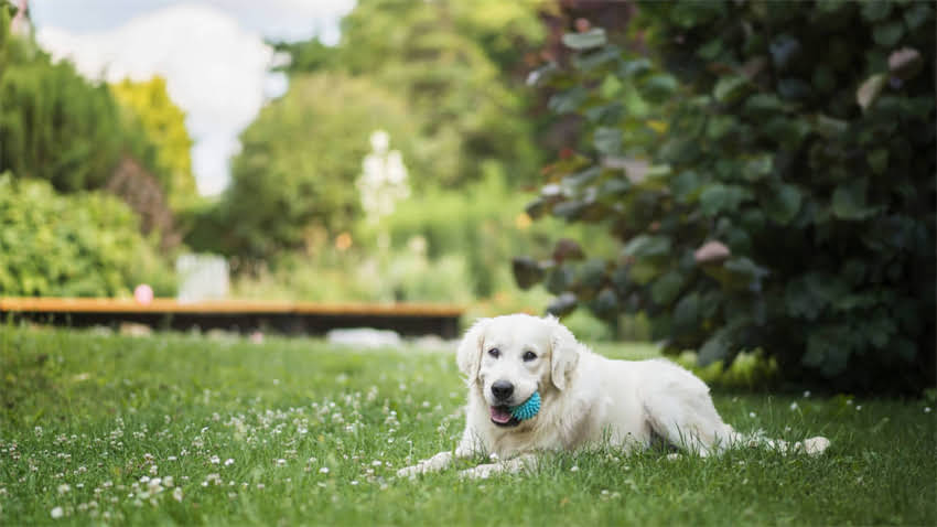 图片 斯坦福学霸训练秘籍：从小学开始培养的三大黄金法则（附训练计划）1.jpg
