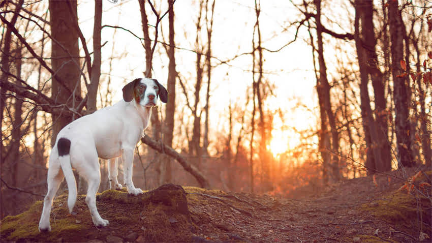 图片 新手养猫必看！养猫前必做的10件事，附详细指南和避坑经验（附赠猫咪用品清单）2.jpg
