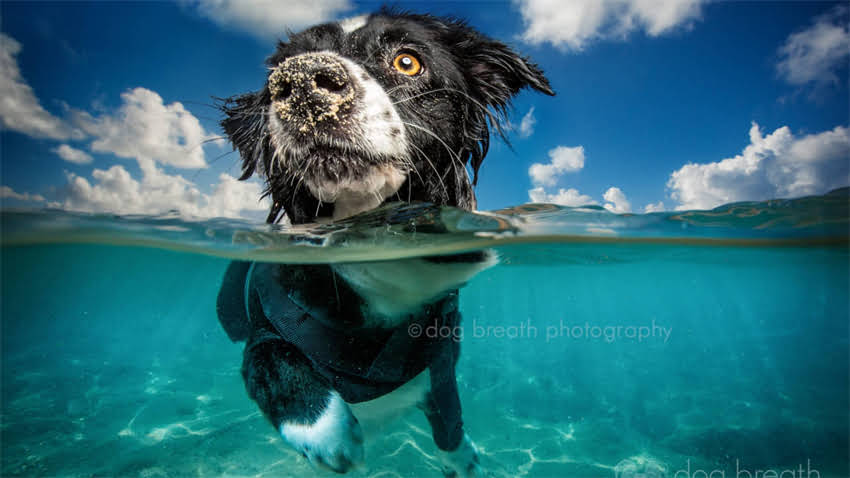 图片 新手养猫必看！母猫叼小猫的5大原因及解决方法🐱.jpg