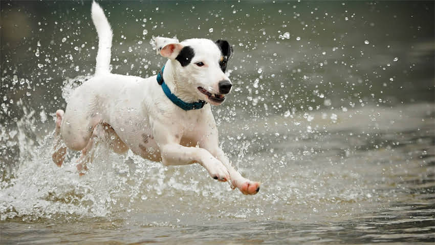 图片 新手养猫必看！母猫叼小猫的5大原因及解决方法🐱1.jpg