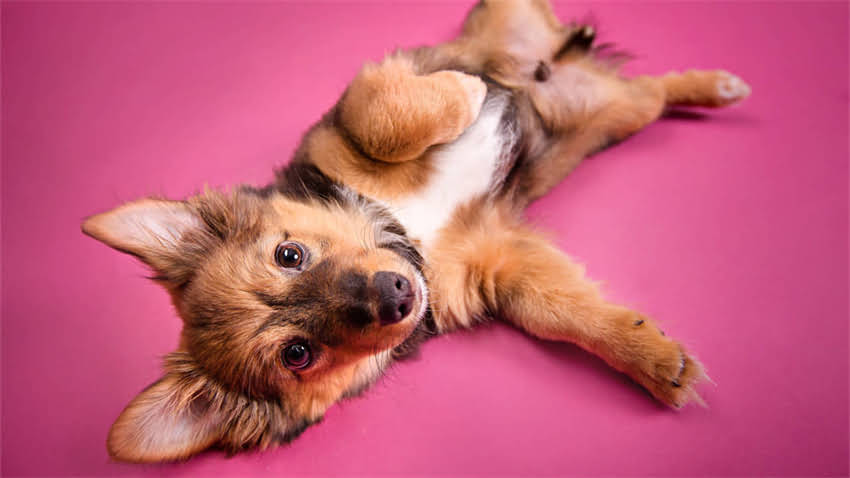 图片 新手养猫必看！母猫叼小猫的5大原因及解决方法🐱2.jpg