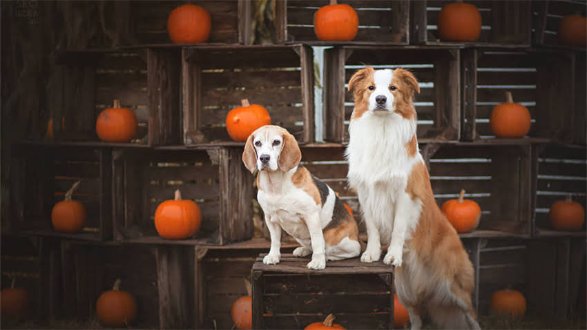 图片 新手必看猫咪体温测量全攻略：3步正确测温+异常体温预警，附不同品种体温参考表.jpg