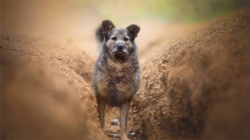 图片 新手必看！30天小猫剪指甲全攻略：正确方法+工具选择+常见误区.jpg