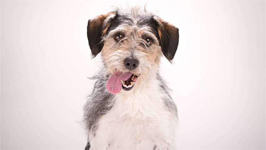 图片 新手必看！30天小猫剪指甲全攻略：正确方法+工具选择+常见误区1.jpg