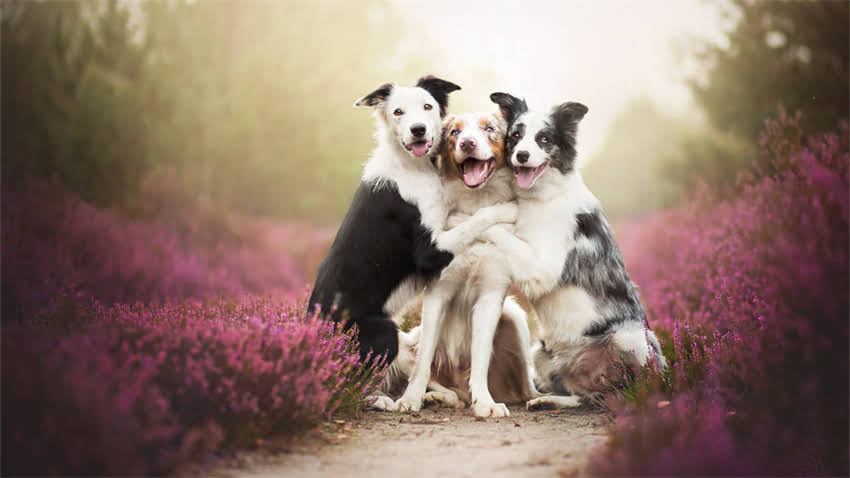 图片 新手必看！3周训练猫咪独立睡觉指南｜附超全避坑手册1.jpg