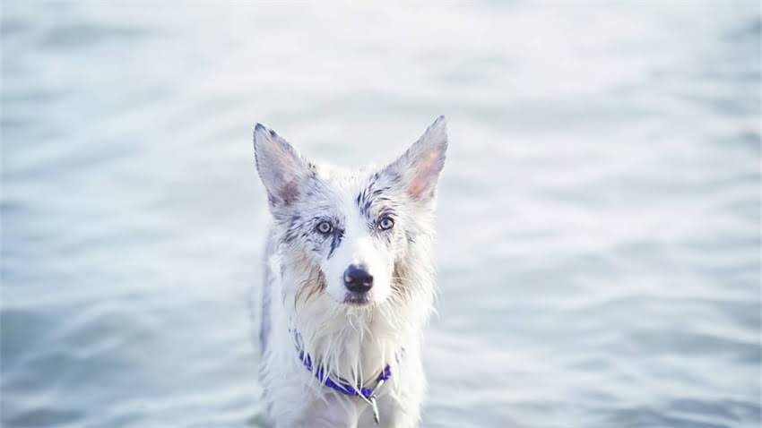 图片 新手必看！3周训练猫咪独立睡觉指南｜附超全避坑手册2.jpg