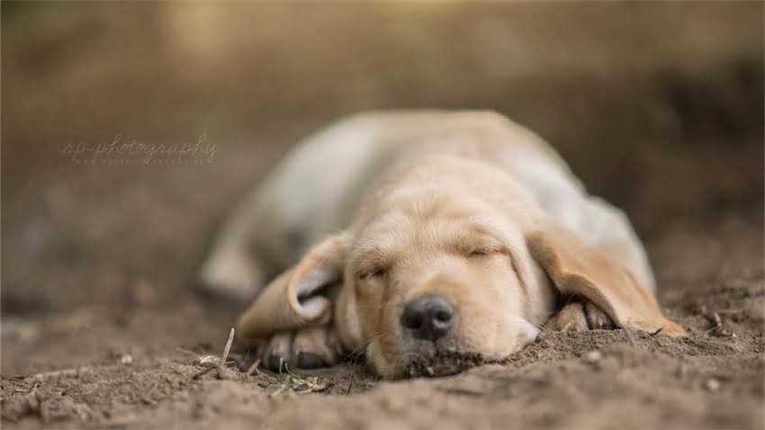 图片 新手必看！5步搞定自制狗粮教程：简单又营养的狗狗饮食方案2.jpg
