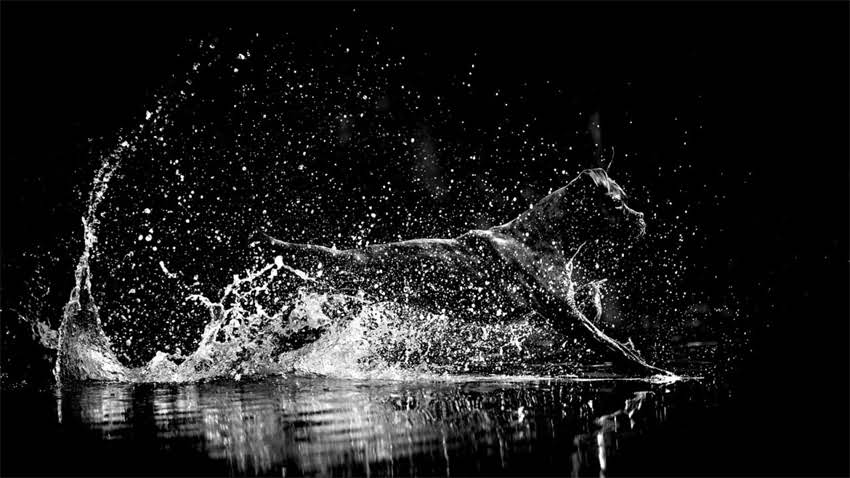 图片 新手必看！博美犬指甲修剪全攻略：5步不伤宠指南+工具选购+常见误区1.jpg