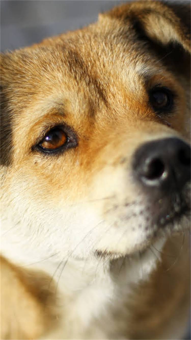 图片 新手必看！拉布拉多犬选购全攻略：品种特性、饲养成本与避坑指南2.jpg