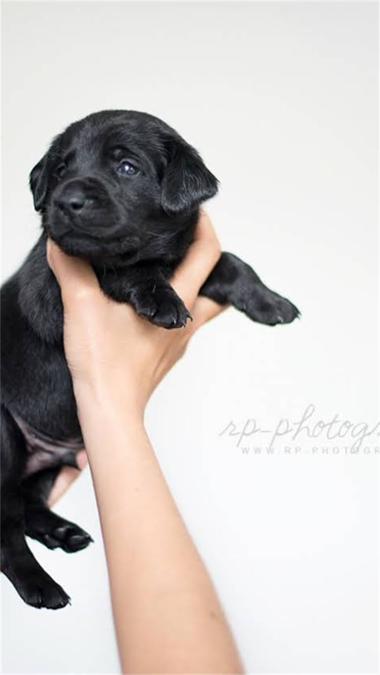 图片 新手必看！新生小猫排便全攻略：科学护理与异常情况处理指南.jpg