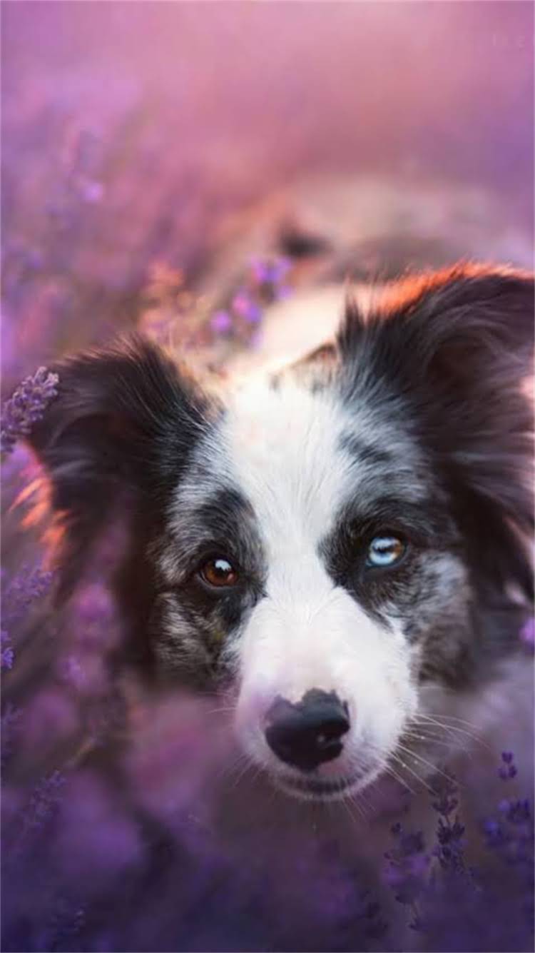 图片 新手必看！新生小猫排便全攻略：科学护理与异常情况处理指南2.jpg