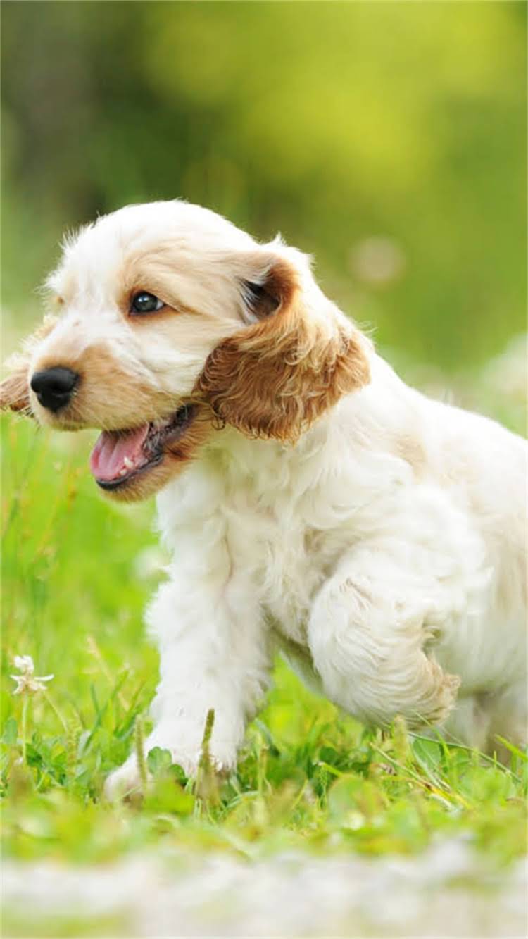 图片 新手必看！狗狗训练5大核心技能，提升服从性+改善行为习惯的实用指南.jpg