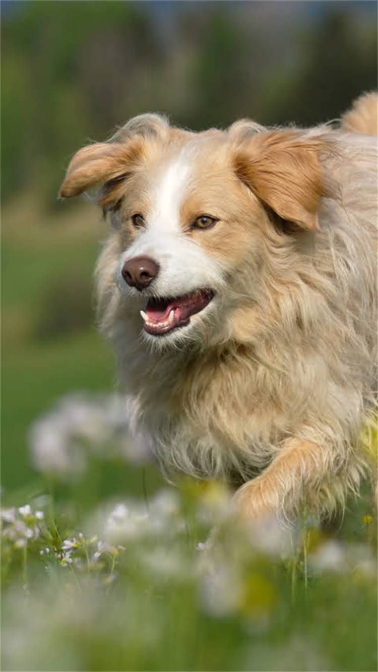 图片 新手必看！狗第一针疫苗是什么意思？时间、种类、注意事项全1.jpg