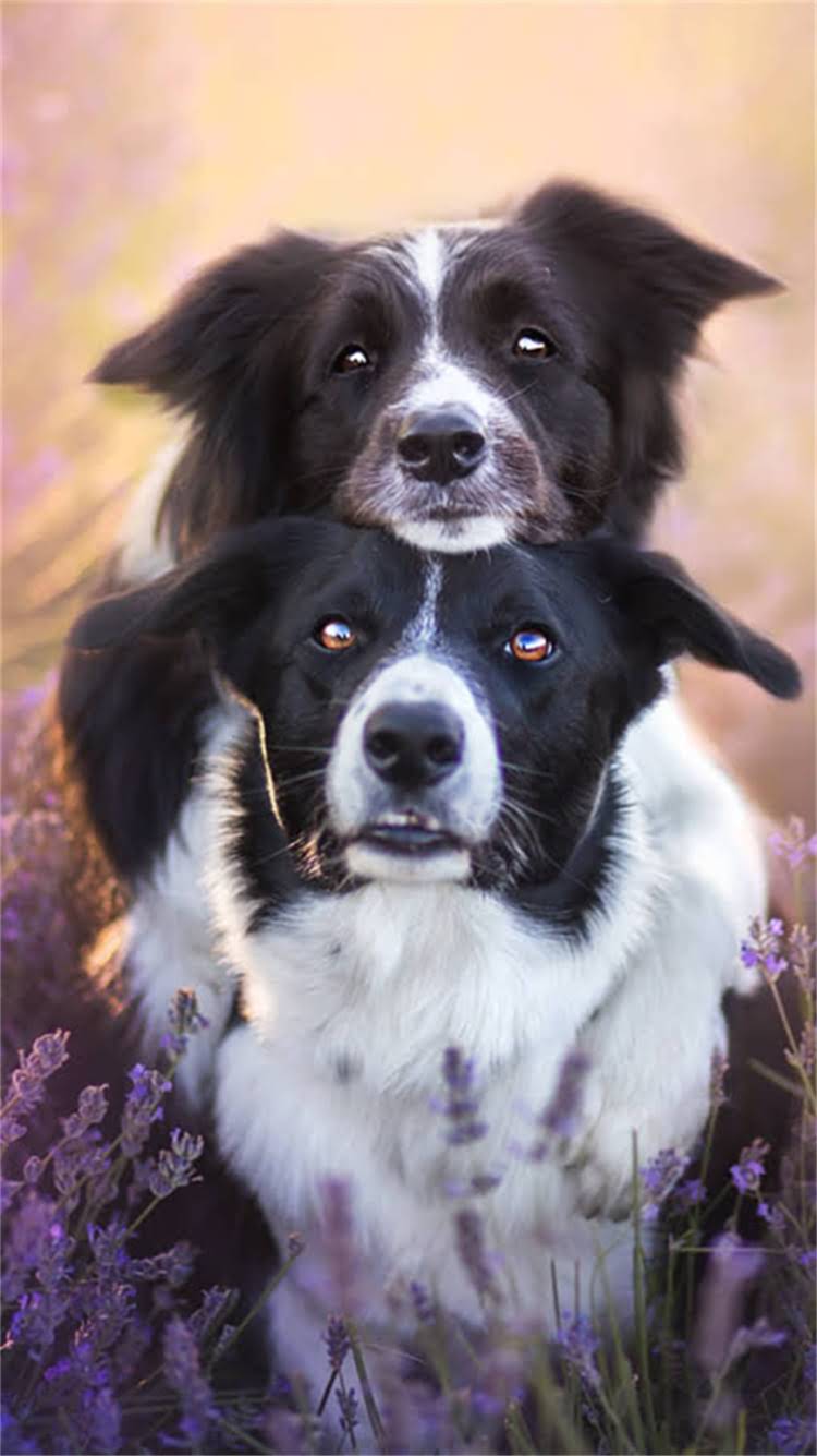 图片 新手必看！狗第一针疫苗是什么意思？时间、种类、注意事项全2.jpg