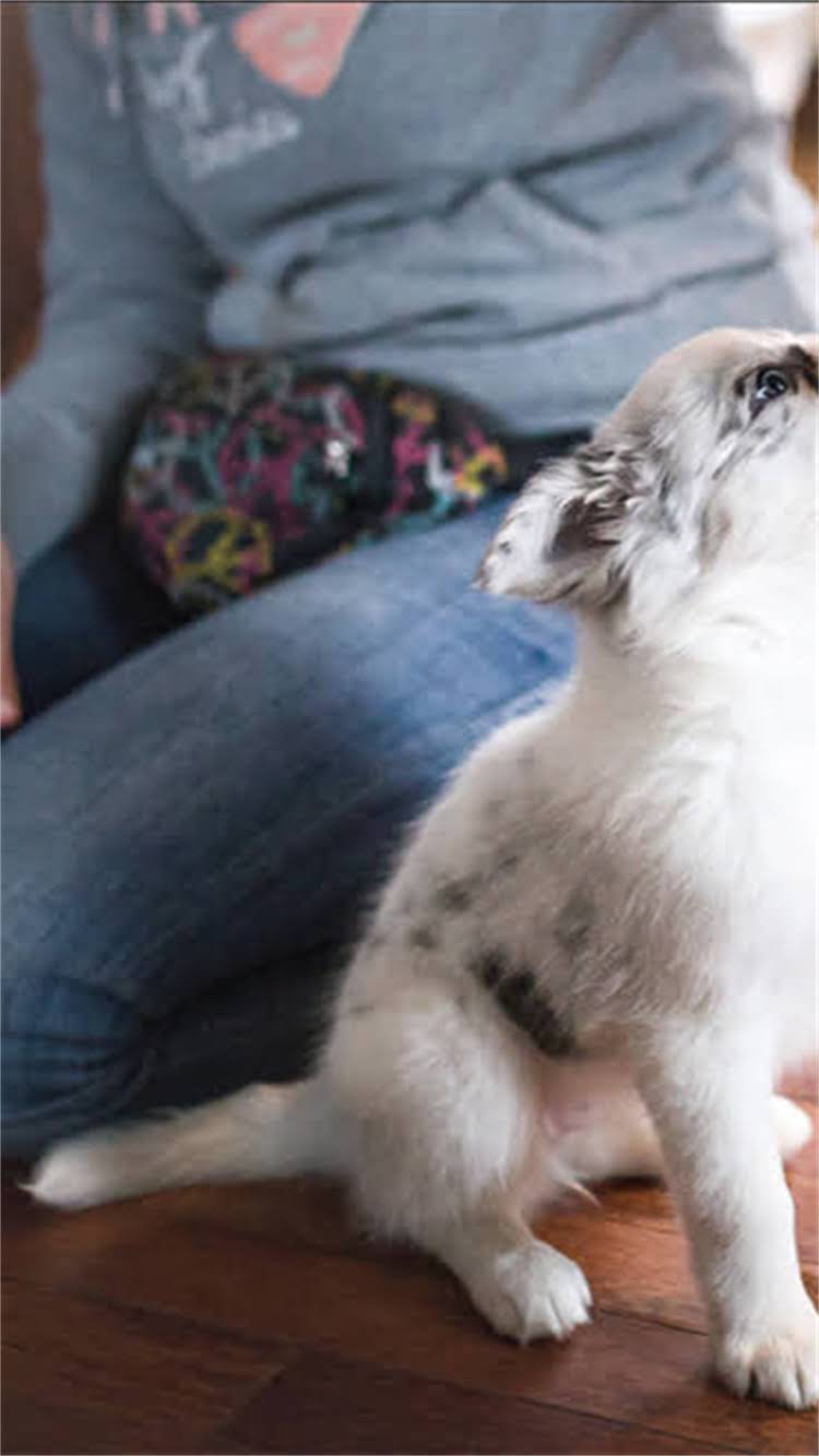 图片 新手必看！猫咪如厕训练全攻略：从幼猫拉屎训练到成猫定点排泄的7天矫正法.jpg