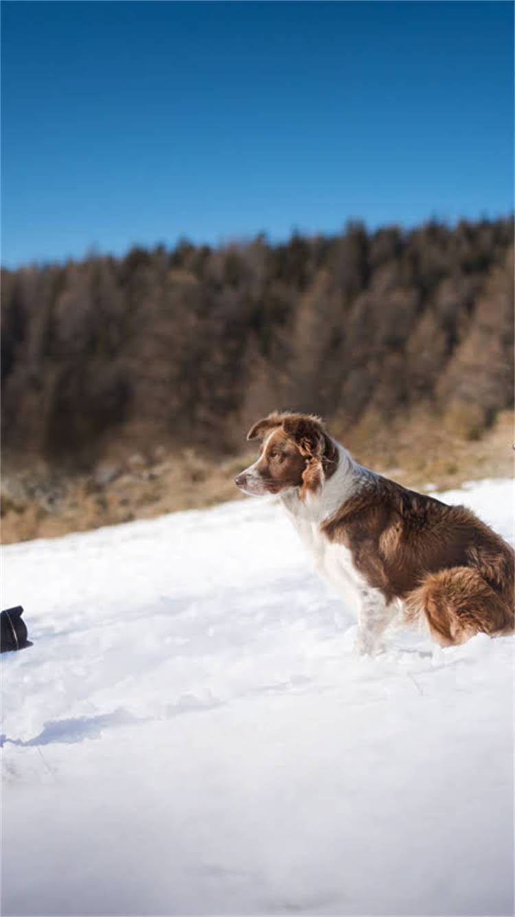 图片 新手必看！科学训练猫咪定点如厕的7天全攻略：从选猫砂盆到巩固习惯的完整指南.jpg