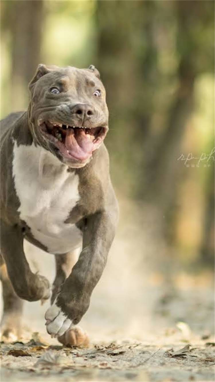 图片 新手必看！科学训练猫咪定点如厕的7天全攻略：从选猫砂盆到巩固习惯的完整指南1.jpg