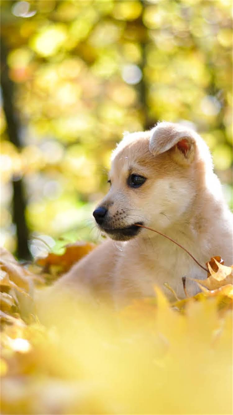 图片 新手必看！科学训练猫咪定点如厕的7天全攻略：从选猫砂盆到巩固习惯的完整指南2.jpg