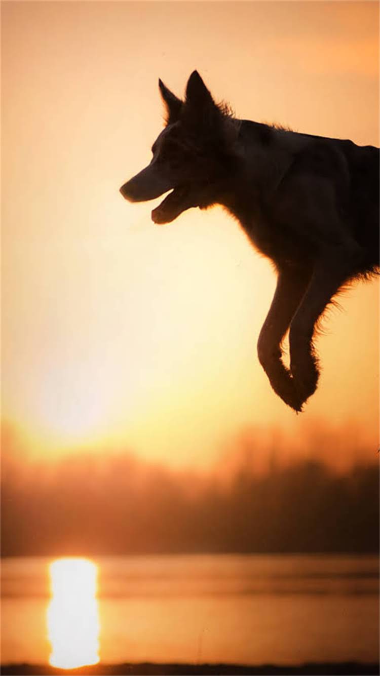 图片 新手必看：德牧饲养全攻略及健康养护要点（附feeding指南+疾病预防）.jpg