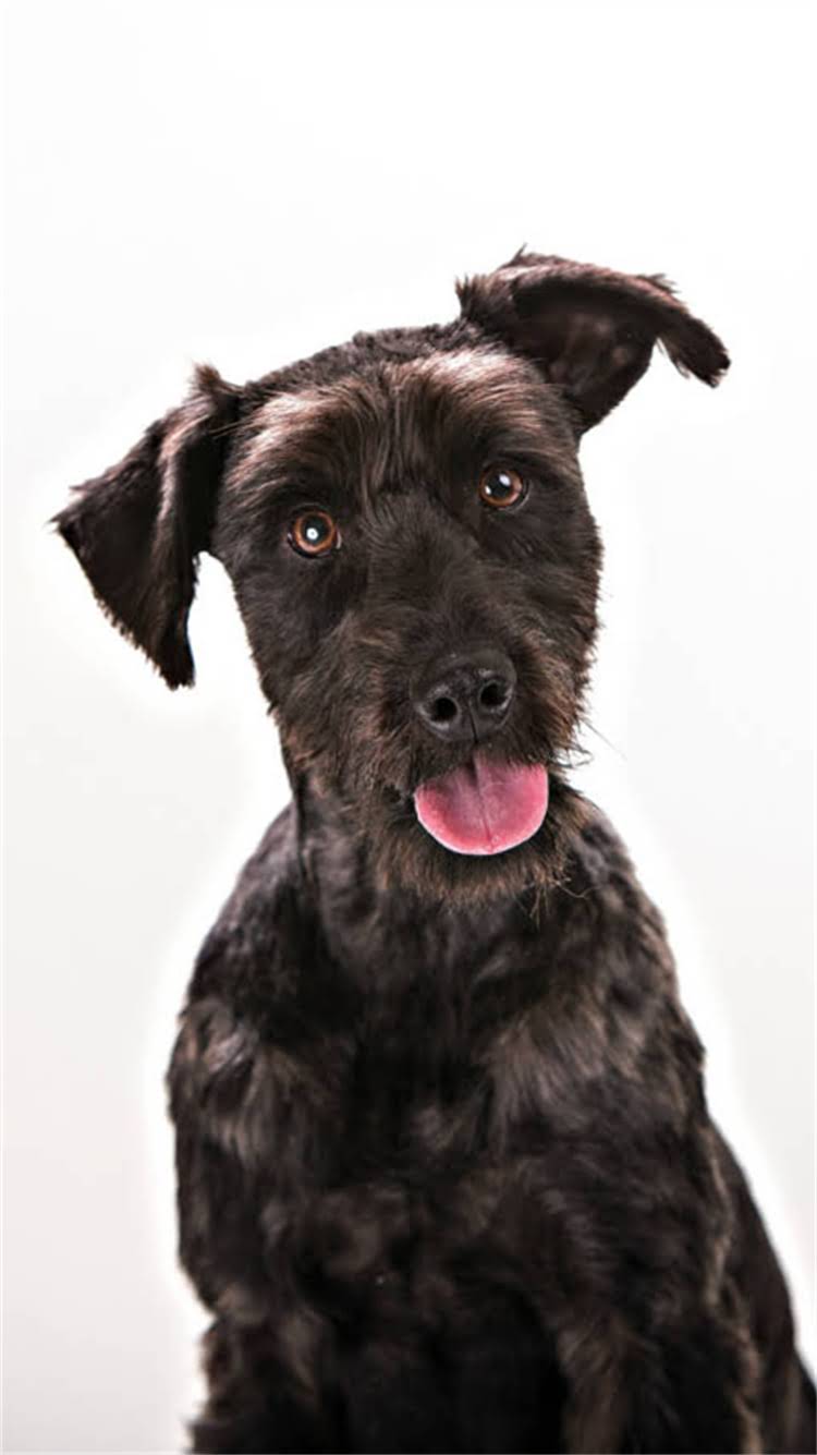 图片 新手必看：德牧饲养全攻略及健康养护要点（附feeding指南+疾病预防）2.jpg