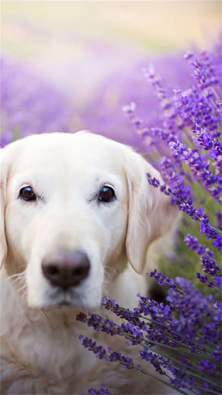 图片 新泰迪犬频繁吠叫训练攻略：科学纠正吠叫习惯的7天有效方法2.jpg
