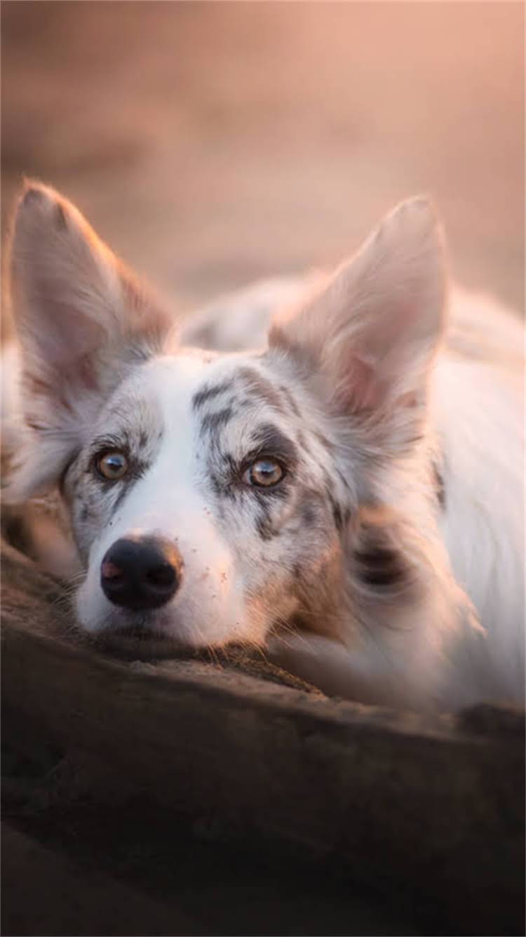 图片 新猫不吃猫粮怎么办？3步解决拒食难题，附新手养猫全攻略.jpg