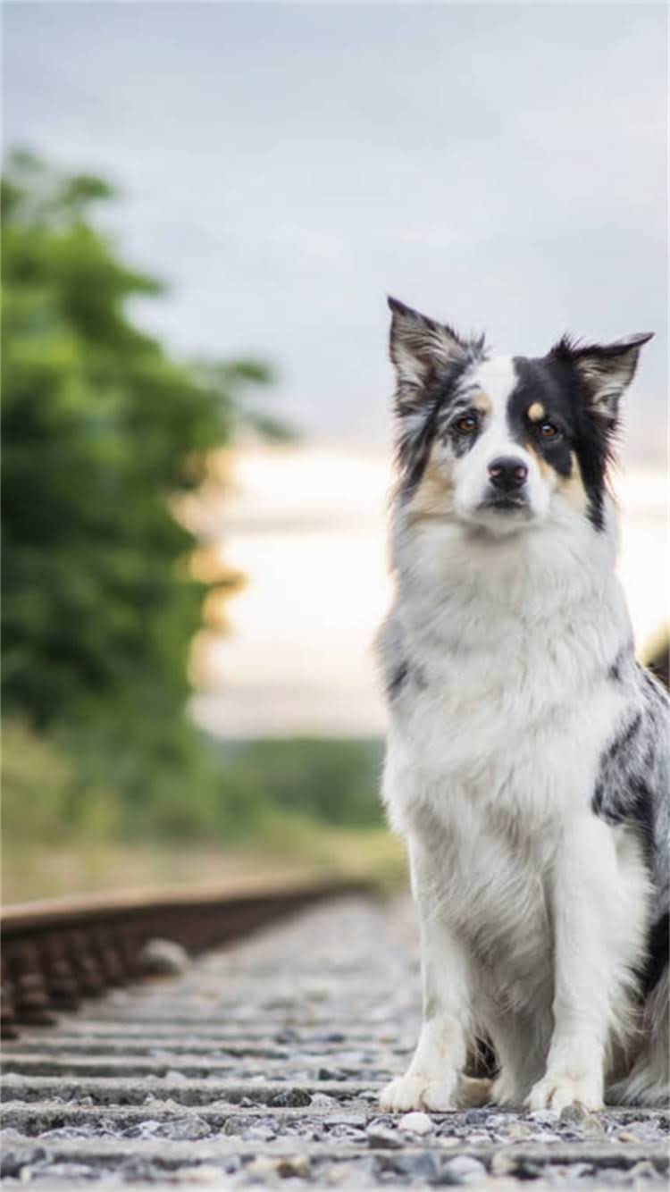 图片 新猫不吃猫粮怎么办？3步解决拒食难题，附新手养猫全攻略1.jpg