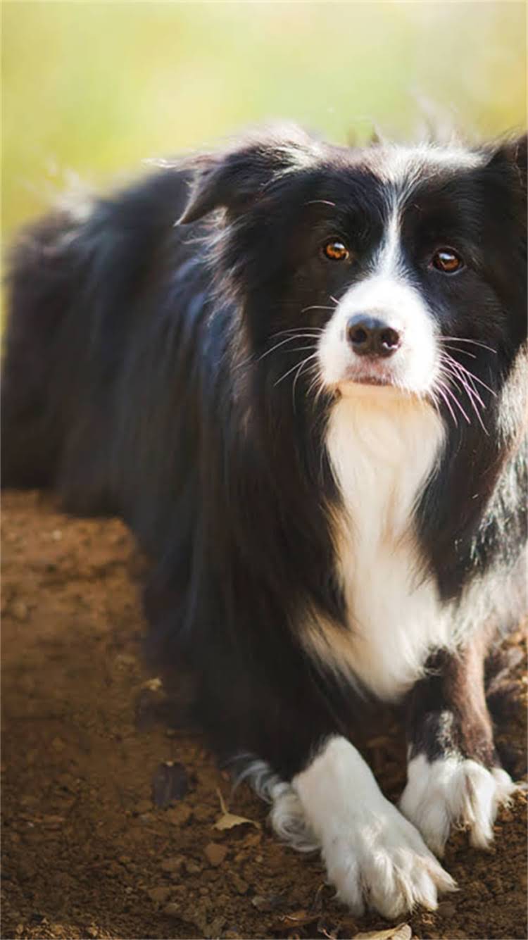 图片 新猫咪与旧猫咪打架怎么办？3个科学方法让它们和谐相处1.jpg