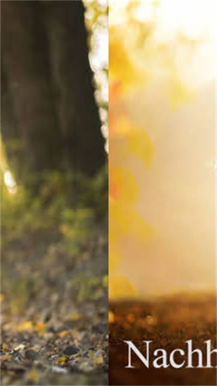 图片 新猫咪与旧猫咪打架怎么办？3个科学方法让它们和谐相处2.jpg