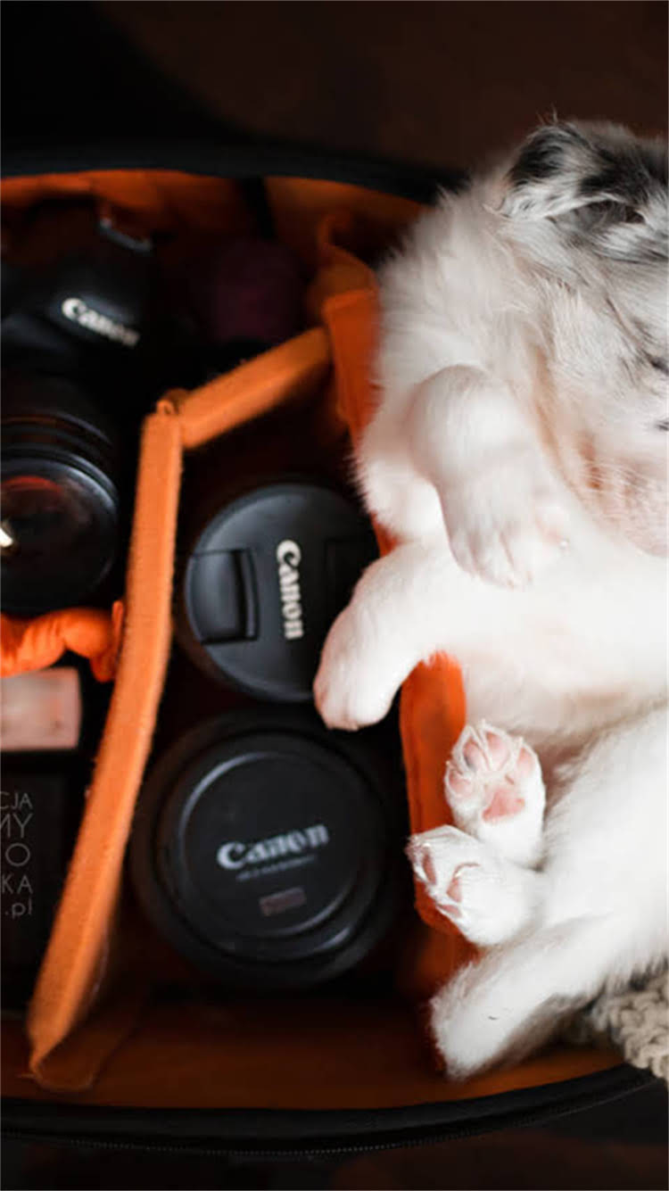 图片 新生儿小狗哺乳期科学养护全攻略：从衔乳姿势到营养配比你需要掌握的12项核心技能2.jpg