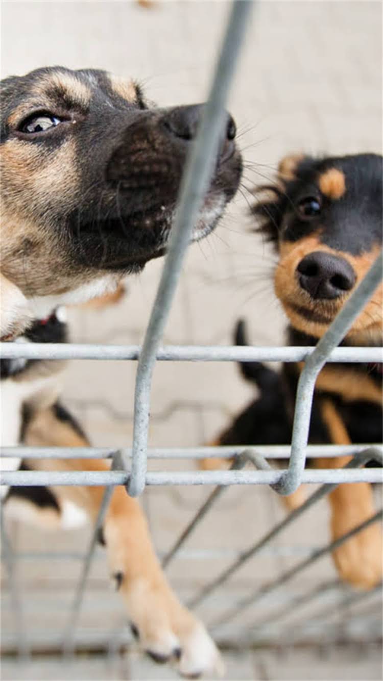 图片 新生儿必看！狂犬疫苗全攻略：接种时间、注意事项、常见问题解答（附详细流程）.jpg