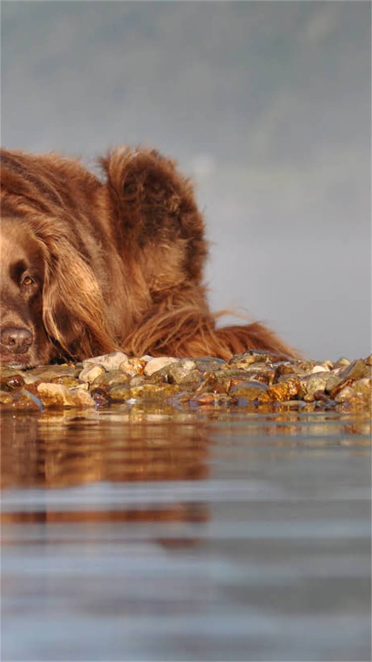 图片 新生儿必看！狂犬疫苗全攻略：接种时间、注意事项、常见问题解答（附详细流程）1.jpg