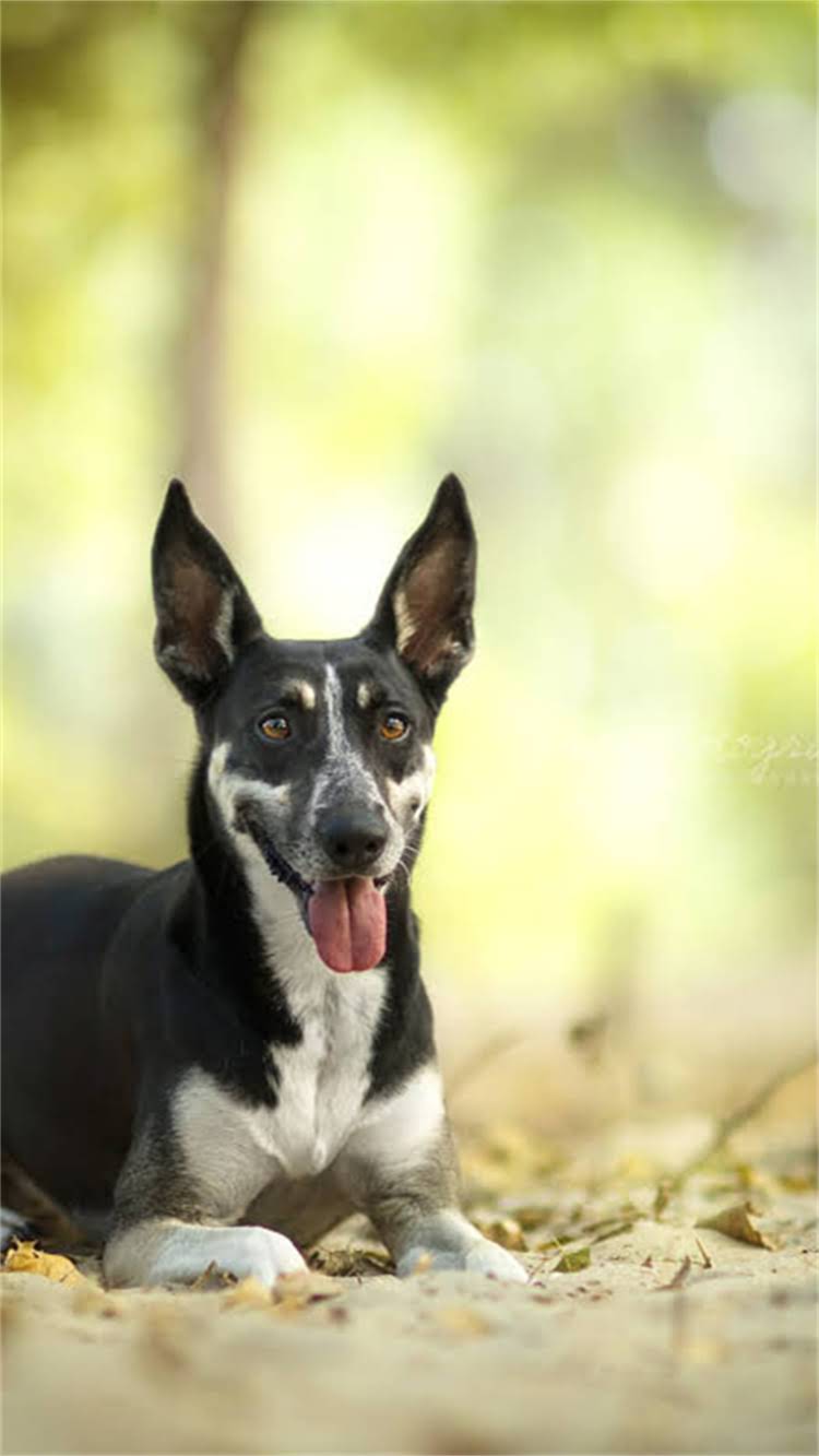 图片 新生儿必看！狂犬疫苗全攻略：接种时间、注意事项、常见问题解答（附详细流程）2.jpg