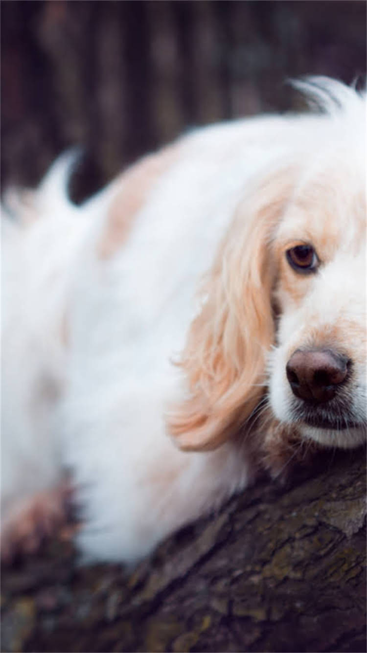 图片 新生儿犬只肠道健康全：如何科学护理出生72小时内的幼犬？2.jpg