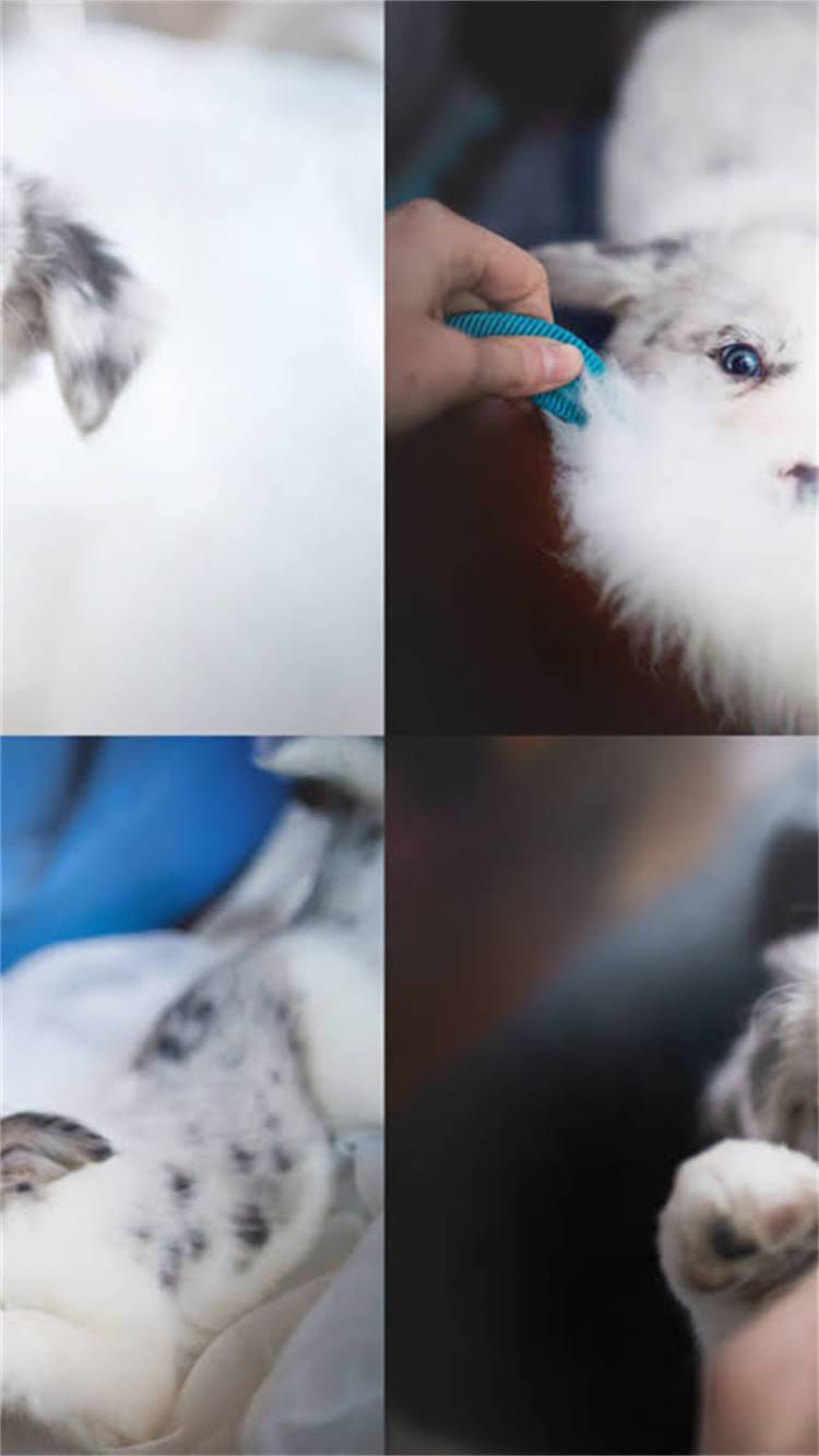 图片 新生小猫前肢弯曲怎么办？3步纠正法+护理指南（附症状自检清单）1.jpg