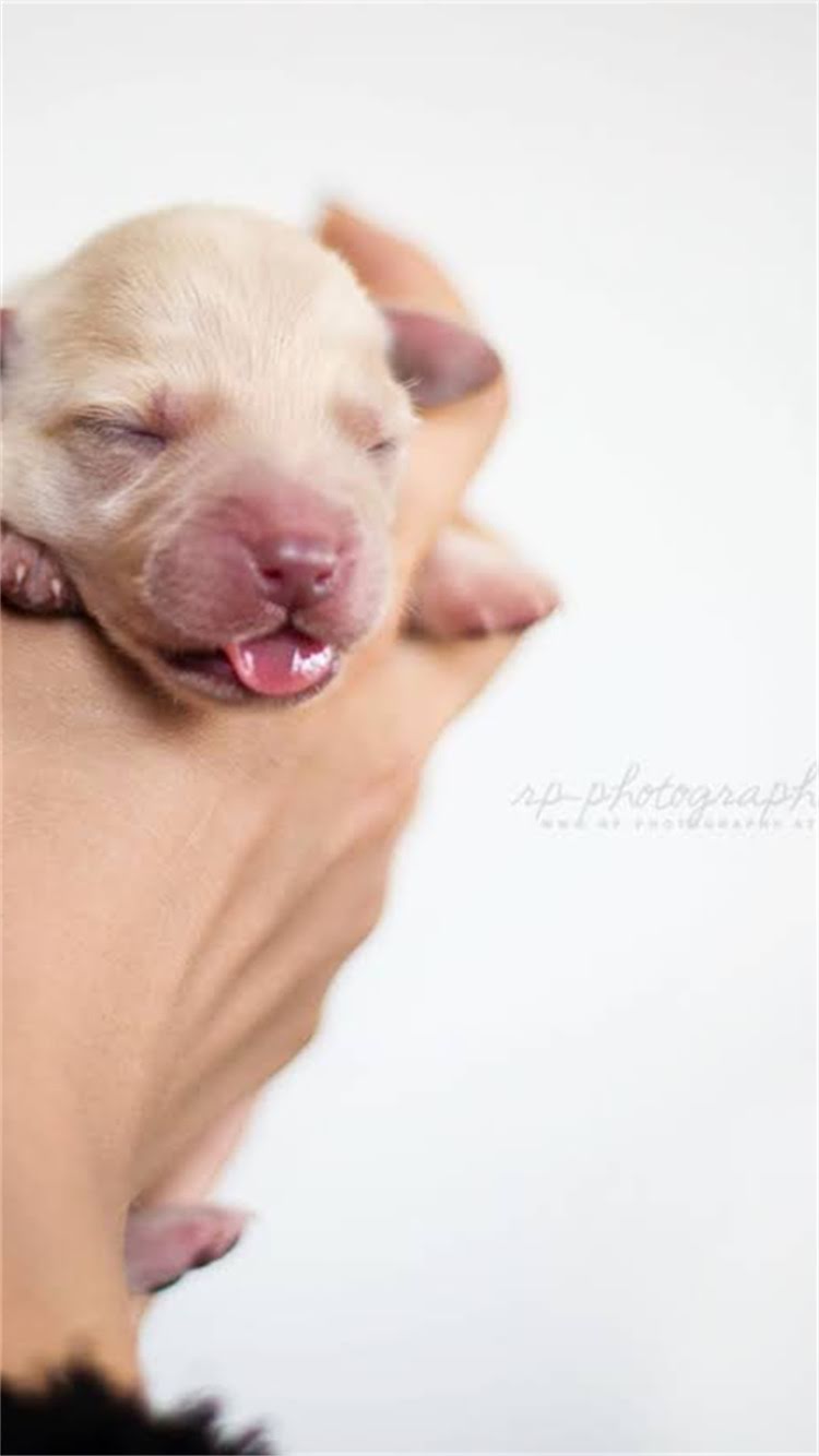 图片 新生狗狗必看！疫苗接种全攻略：最佳时间表、注意事项及常见问题1.jpg