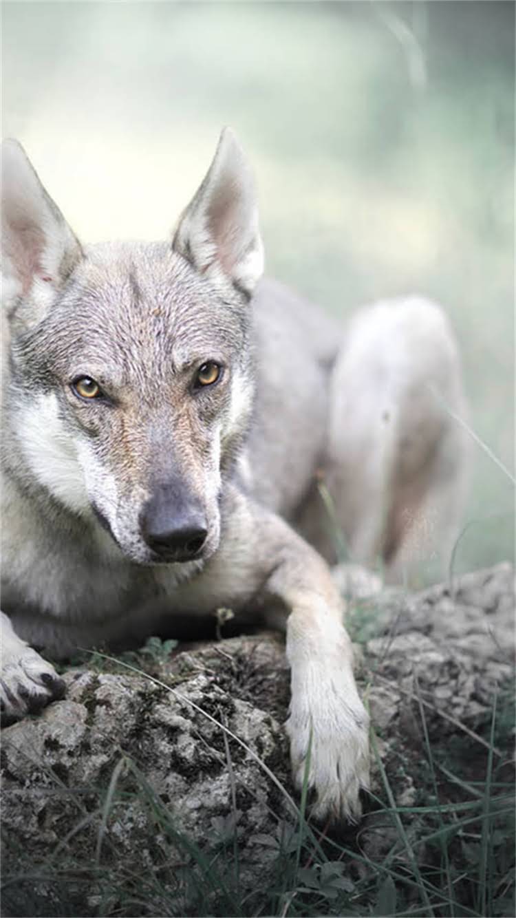 图片 新调皮猫咪行为全：科学应对指南与趣味训练技巧（附120个真实案例）.jpg