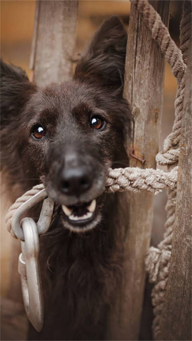 图片 新调皮猫咪行为全：科学应对指南与趣味训练技巧（附120个真实案例）1.jpg