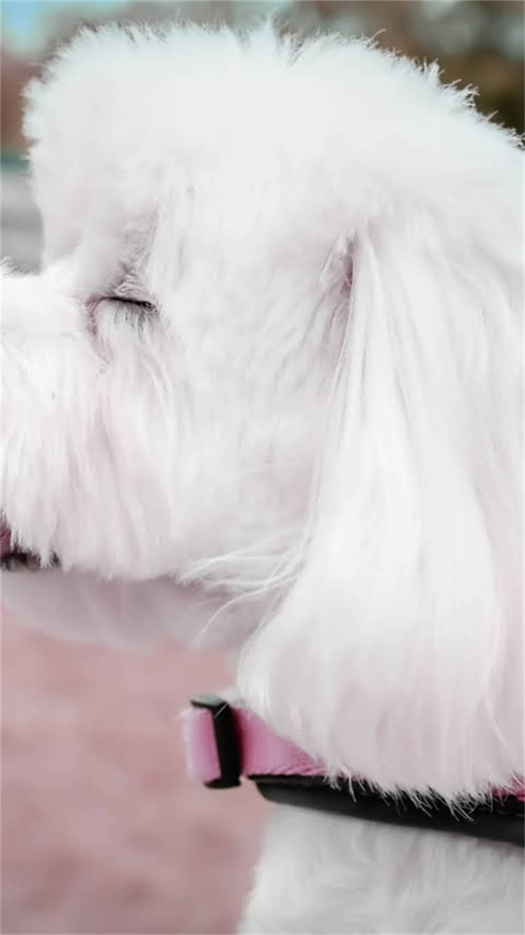 图片 新调皮猫咪行为全：科学应对指南与趣味训练技巧（附120个真实案例）2.jpg