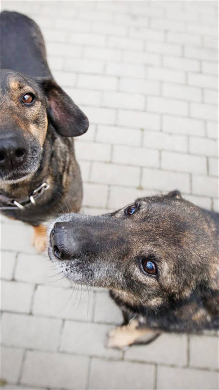 图片 新雪纳瑞修毛全攻略：科学修剪技巧与日常养护指南1.jpg