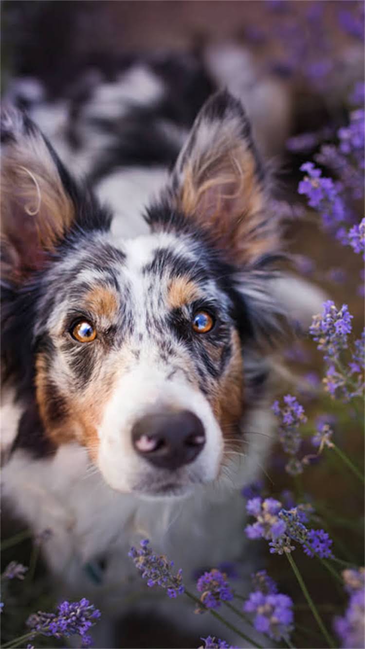 图片 新雪纳瑞修毛全攻略：科学修剪技巧与日常养护指南2.jpg