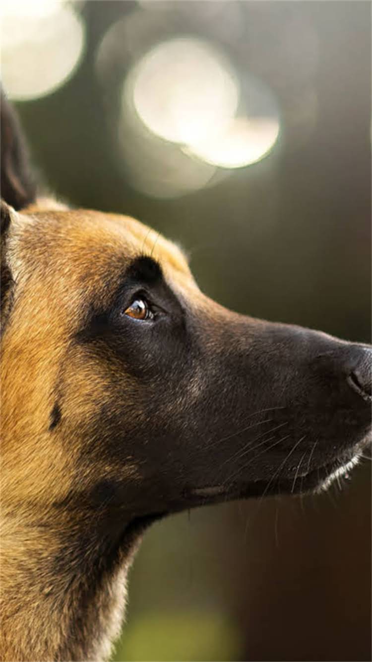 图片 无锡CKU柯基犬价格多少钱一只能买？本地正规犬舍推荐与饲养指南.jpg